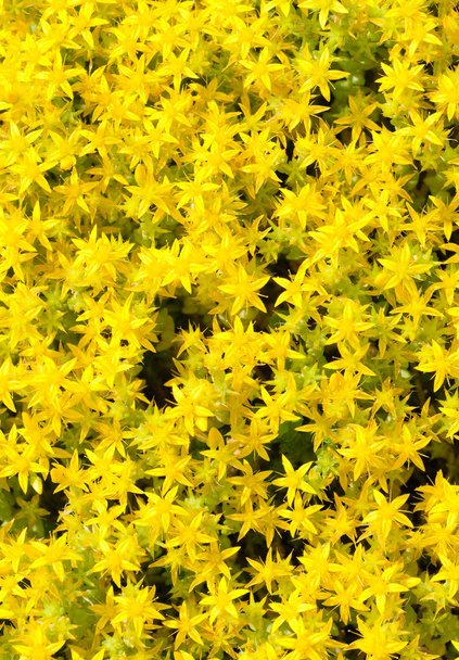 Small yellow flowers background - Photo, Image