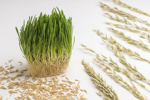 Ripe spikelets of oats and grains - Foto, Imagem
