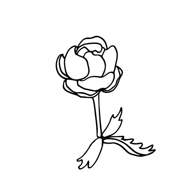 Hand drawn vector illustration in black ink on white background. A trollius flower in doodle style. Isolated outline. - Vetor, Imagem