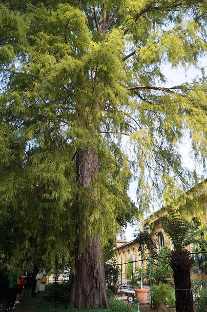 American bald cypress (Tazxodium distichurn) in the botanical garden of Florence, Italy - Photo, Image