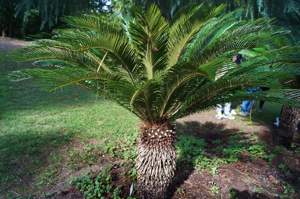 Floransa, İtalya 'daki botanik bahçesinde cüce palmiyesi (Cycas Revoluta) - Fotoğraf, Görsel