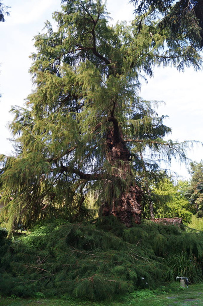 Montezuma Cypress (Taxodium huegelii) nell'orto botanico di Firenze
 - Foto, immagini