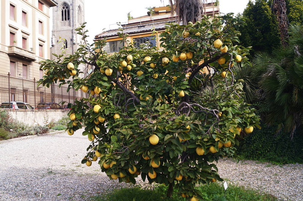 Planta de limón en el jardín botánico de Florencia, Italia
 - Foto, imagen