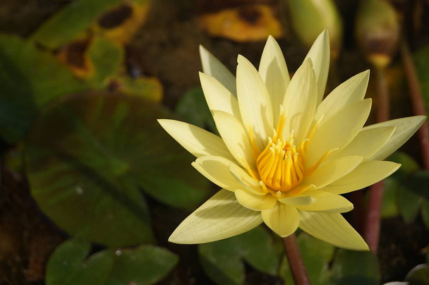 Yellow water lily (Nuphar lutea) in the botanical garden of Florence, Italy - Photo, Image