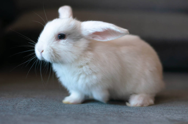 small white long-eared house rabbit - Photo, Image