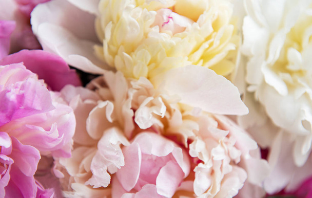 Background with pink peonies as a natural background - Fotoğraf, Görsel