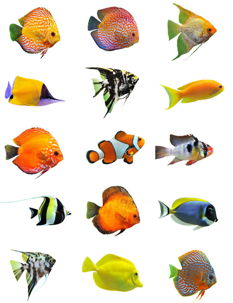 Fishes - Photo, Image