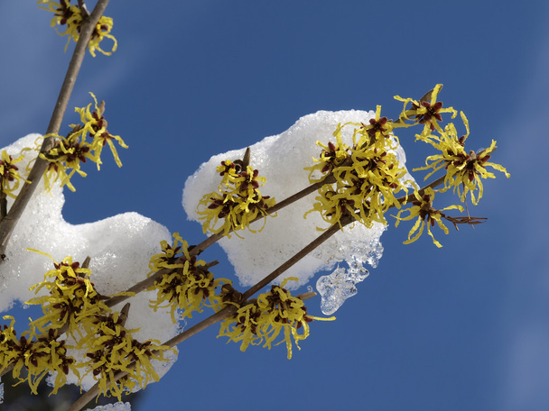 vilín v zimě, hamamelis hybridní - Fotografie, Obrázek