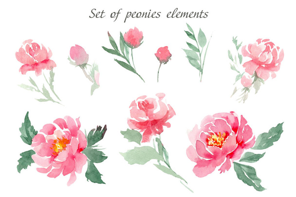 ピンクの牡丹、葉、芽の水彩要素のセットは、孤立した白い背景にあります。カード、招待状、タグなどの花束や構成を作成するには - 写真・画像