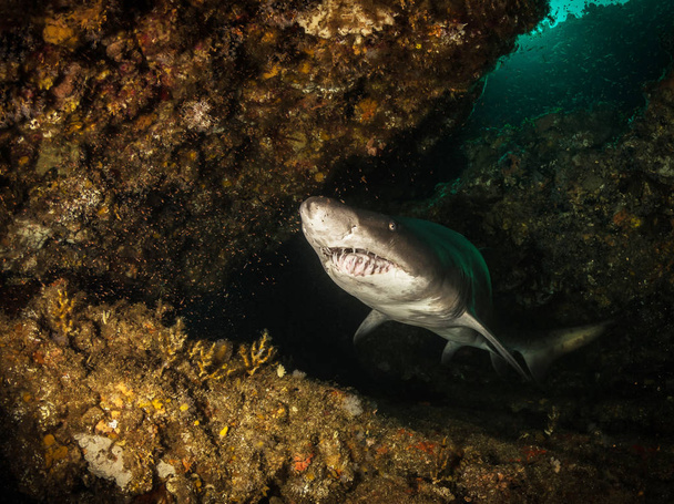 Big dangerous smiley Shark posing and swim in the dark water. - Photo, Image