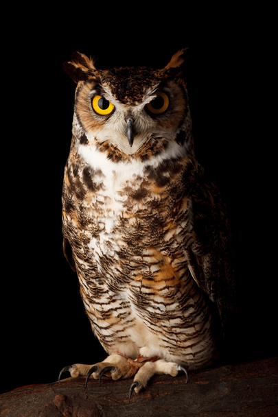 Great horned owl - Zdjęcie, obraz