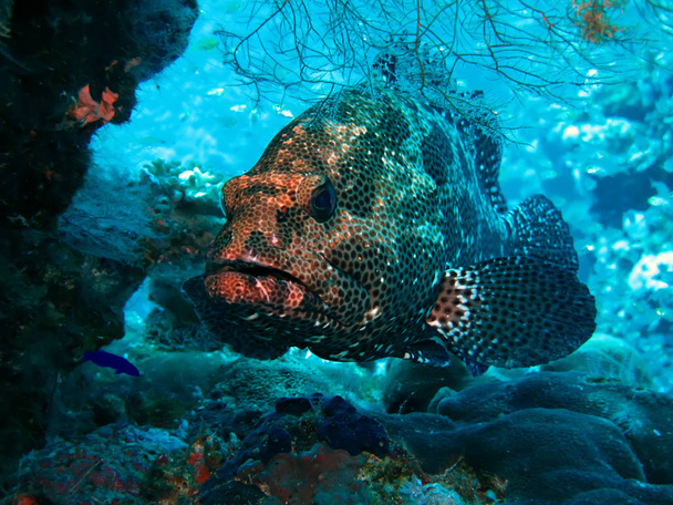 Marble Grouper (Epinephelus microdon) Брав участь у Червоному морі (Єгипет). - Фото, зображення