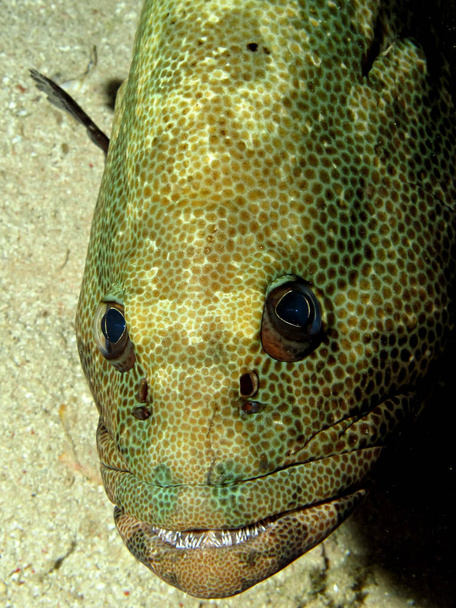 Márvány Grouper (Epinephelus microdon). Figyelembe a Vörös-tenger, Egyiptom. - Fotó, kép