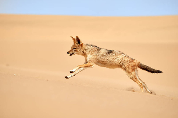 Isolated african canid, Black Backed Jackal, Canis Mesomelas, hunting on the sand dune against blue sky . Low angle, african wildlife photography theme, traveling Dorob national park, Namibia. - 写真・画像