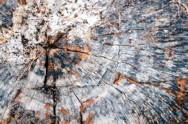 Vieux fond de tronc d'arbre bois
 - Photo, image