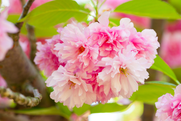 sakura, cherry blossom in spring - Foto, immagini
