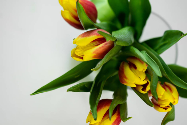 selective focus, yellow-red tulips for women's holiday - 写真・画像