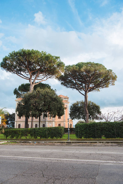 pinos que crecen en la calle de Anzio, Italia
 - Foto, Imagen