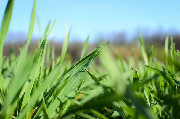 Nahaufnahme von grünem Grasweizen im Frühling. - Foto, Bild