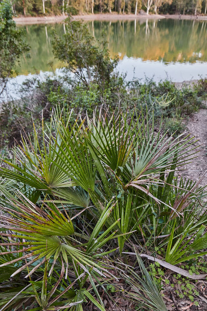 Palmu frond makro näki palmetto lehtiä järven Andalusiassa Espanjassa
 - Valokuva, kuva