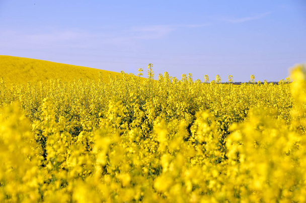 Gele koolzaad bloemen op blauwe lucht achtergrond. Selectieve focus. - Foto, afbeelding