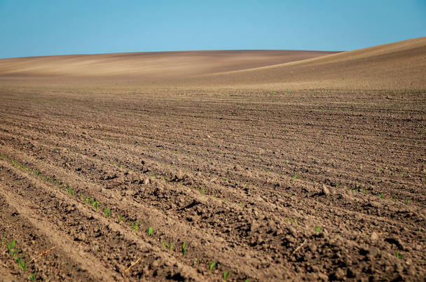 Landbouwlandschap van vers bebouwd veld met jonge tarwekiemen op blauwe hemelse achtergrond. Kopieerruimte. - Foto, afbeelding
