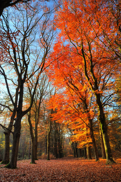 Beautiful autumn in the Speulder forest in the Netherlands with vibrant colored leaves - Foto, Imagem