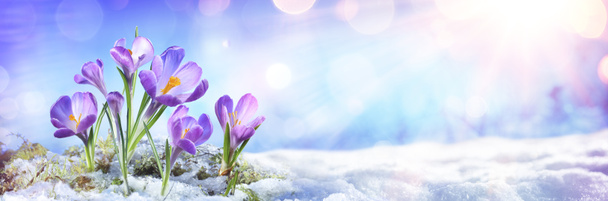 Crocus Bloemen groeien in gesmolten sneeuw - Foto, afbeelding