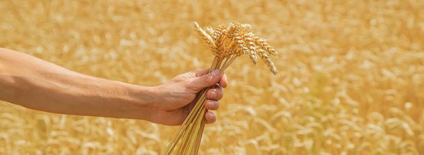 Человек с колосьями пшеницы в руках. Селективный фокус
. - Фото, изображение