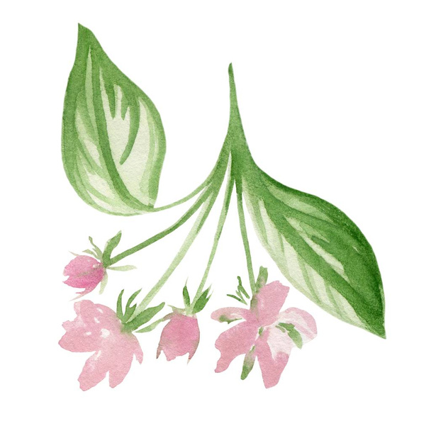 WATERCOLOR CHERRY BRANCH WITH PINK FLOWERS AND GREEN LEAVES - Фото, изображение