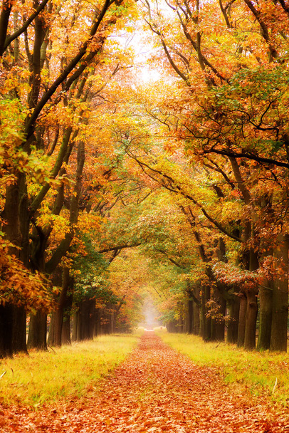 Όμορφο φθινόπωρο δάσος στο εθνικό πάρκο "De hoge Veluwe" στην Ολλανδία - Φωτογραφία, εικόνα