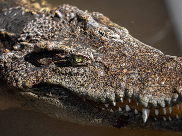Gros plan Tête de crocodile flottait dans le marais et était Sta
 - Photo, image