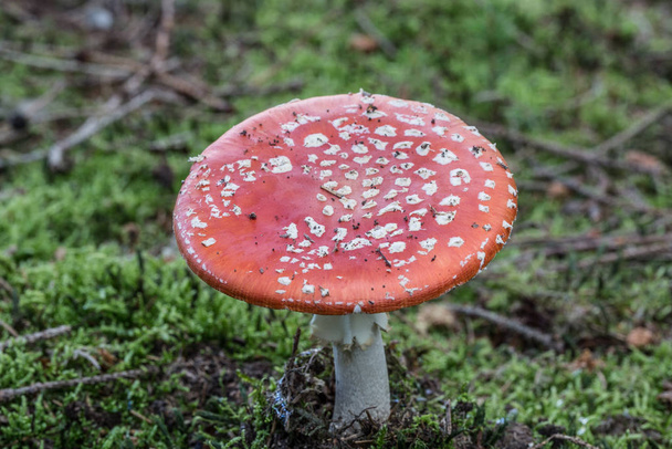 Toadstool toadstool in the coniferous forest - Photo, Image