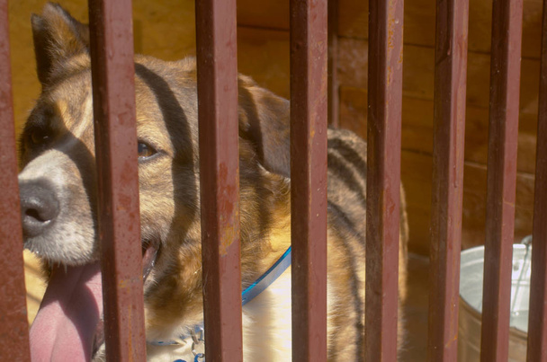 La cara del perro en la jaula
 - Foto, imagen