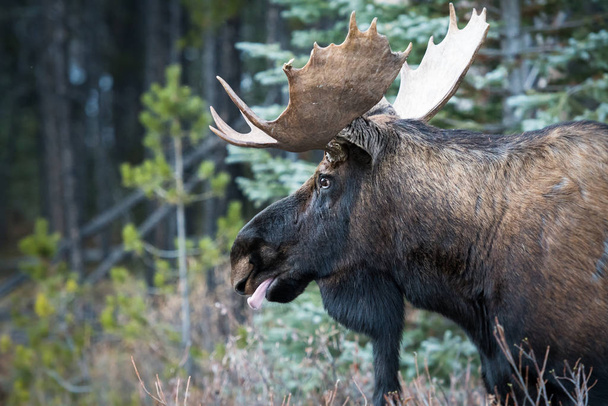 Moose v divočině, zvíře. Příroda, fauna - Fotografie, Obrázek