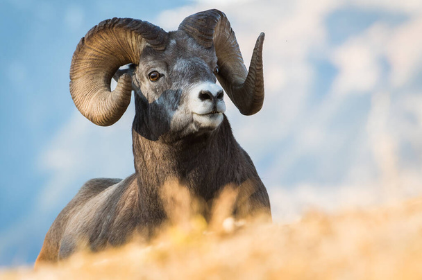 Dzika owca Bighorn. Natura, fauna - Zdjęcie, obraz