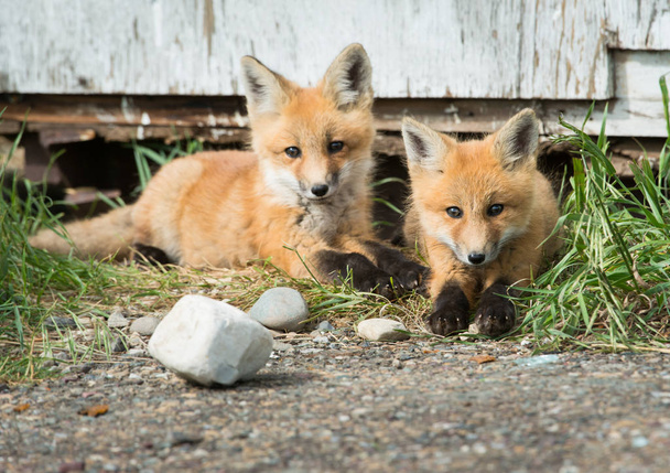kits de renard, animaux. Nature, faune
 - Photo, image