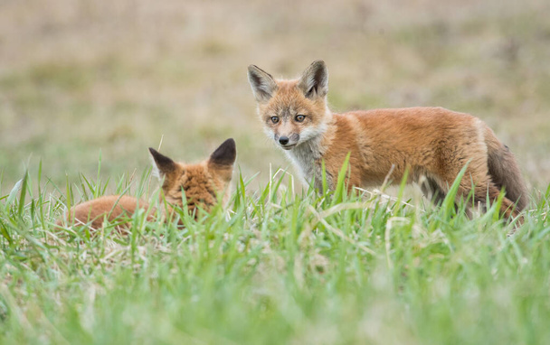 Κόκκινη αλεπού Οντάριο - Φωτογραφία, εικόνα