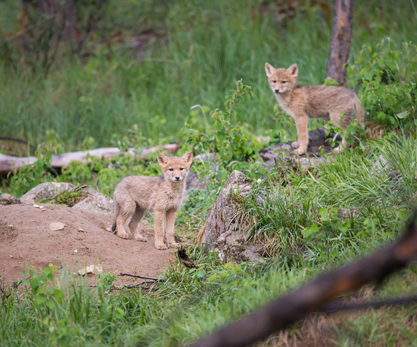 Cachorros de coyote en estado salvaje, animal. Naturaleza, fauna
 - Foto, imagen