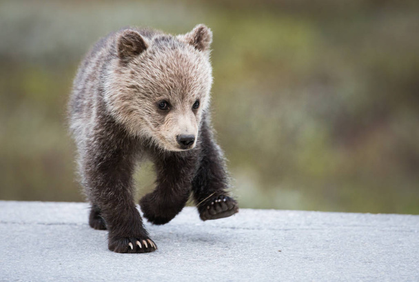 grizzly bear, animal. Nature, fauna   - Photo, Image
