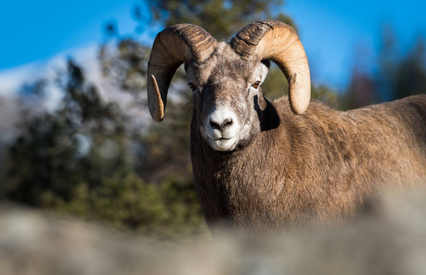 Wild Bighorn Sheep. Natureza, fauna
 - Foto, Imagem