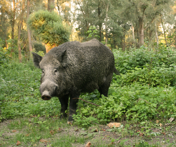 Yaban domuzu - Fotoğraf, Görsel