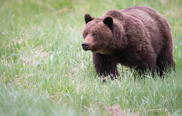 urso pardo em estado selvagem, animal. Natureza, fauna
   - Foto, Imagem