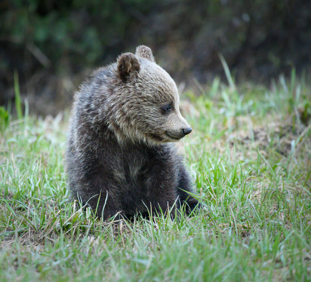 Vahşi doğada boz ayı yavrusu, hayvan. Doğa, fauna - Fotoğraf, Görsel
