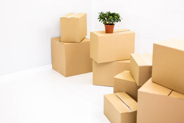 Belongings in cardboard boxes and green plant in pot against the background of a white wall. - 写真・画像