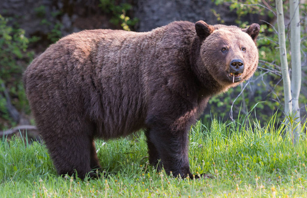 Vad grizzly medve, állat. Természet, állatvilág   - Fotó, kép