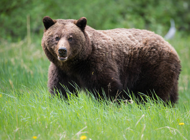 Urso pardo selvagem, animal. Natureza, fauna
   - Foto, Imagem