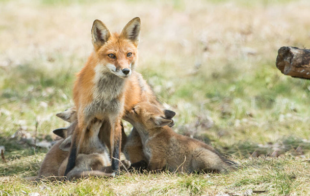 kits de renard, animaux. Nature, faune
 - Photo, image