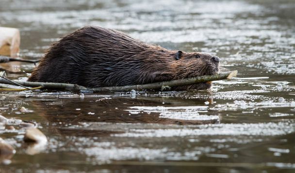 Wild beaver, animal. Nature, fauna - Photo, Image