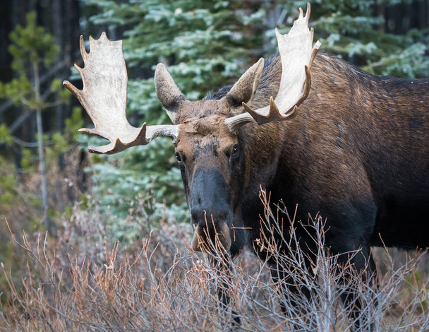 Moose v divočině, zvíře. Příroda, fauna - Fotografie, Obrázek